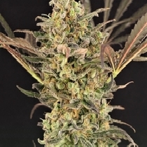 Wedding Flowers Feminised (Dr Krippling Seeds) Cannabis Seeds
