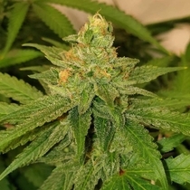 Original Cheese Feminised (The Original Big Buddha Family Farms) Cannabis Seeds