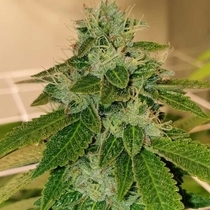 Original Cheese Regular (The Original Big Buddha Family Farms) Cannabis Seeds