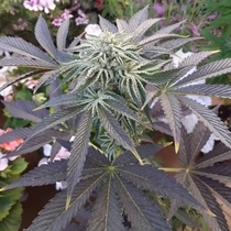 Biscotti x Off Road Regular (The Original Big Buddha Family Farms) Cannabis Seeds