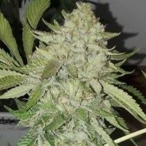 Off Road Regular (The Original Big Buddha Family Farms) Cannabis Seeds