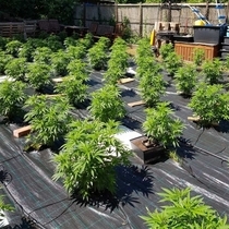 Auto Cheese (The Original Big Buddha Family Farms) Cannabis Seeds