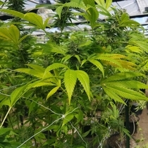 CBD Cheese Feminised (The Original Big Buddha Family Farms) Cannabis Seeds