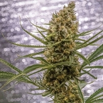 Pineapple XX Feminised (Brothers Grimm Seeds) Cannabis Seeds