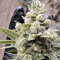 Grimm Glue Feminised (Brothers Grimm Seeds) Cannabis Seeds
