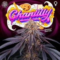 Chantilly Feminised (Perfect tree seeds) Cannabis Seeds