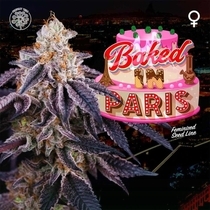 Baked in Paris Feminised (Perfect tree seeds) Cannabis Seeds