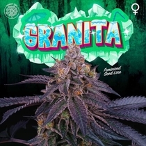 Granita Feminised (Perfect tree seeds) Cannabis Seeds