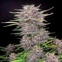 Banana Purple Punch Auto (Fast Buds Seeds) Cannabis Seeds