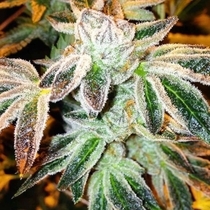Gushin' 98 Feminised (Cali Connection Seeds) Cannabis Seeds