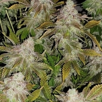 Stawberry Tiramisu Feminised (Cali Connection Seeds) Cannabis Seeds