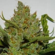 CBD Green Crack Auto Feminised (Discreet Seeds) Cannabis Seeds