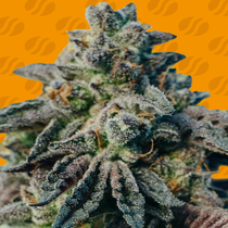 Peanut Butter OGKB Feminised (Original Sensible Seeds) Cannabis Seeds