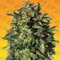 Peanut Butter OGKB FAST feminised (Original Sensible Seeds) Cannabis Seeds