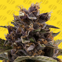 Black Dog Auto feminised (Original Sensible Seeds) Cannabis Seeds