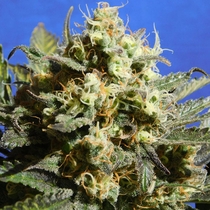 Cherry Alien Auto feminised (Original Sensible Seeds) Cannabis Seeds