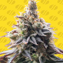 Grape Soda Auto feminised (Original Sensible Seeds) Cannabis Seeds