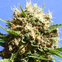 Runtz Auto feminised (Original Sensible Seeds) Cannabis Seeds