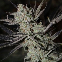 Chernobyl (TGA Subcool Seeds) Cannabis Seeds