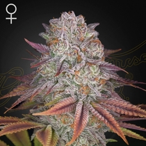 Pulp's Friction feminised (Green House Seeds) Cannabis Seeds