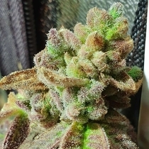 Pancakes N Ice-Cream Feminised (Holy Smoke Seeds) Cannabis Seeds