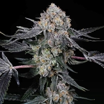 High Society Feminised (Compound Genetics Seeds) Cannabis Seeds