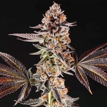 La Bomba Feminised (Compound Genetics Seeds) Cannabis Seeds