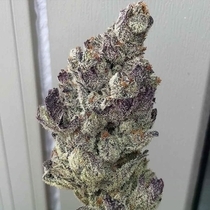 Marshmallow OG Feminised (Compound Genetics Seeds) Cannabis Seeds
