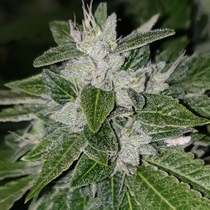Sowahh Regular (Karma Genetics Seeds) Cannabis Seeds