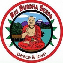 Cheese Puffs (Big Buddha Seeds) Cannabis Seeds