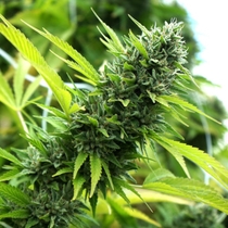 Banana Sapphire (Humboldt Seed Organisation Seeds) Cannabis Seeds