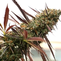 Ghost of NYC (Humboldt Seed Organisation Seeds) Cannabis Seeds