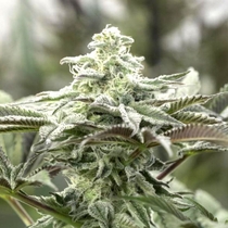 Lemon Citron (Humboldt Seed Organisation Seeds) Cannabis Seeds
