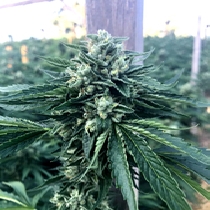 Cinnamon Buddha OG (Humboldt Seed Organisation Seeds) Cannabis Seeds