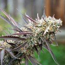 Ice Cream Cake Fast Version (Humboldt Seed Organisation Seeds) Cannabis Seeds