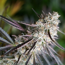 Peanut Butter Breath Fast Version (Humboldt Seed Organisation Seeds) Cannabis Seeds