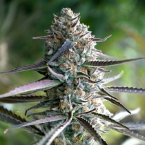 Runtz Fast Version (Humboldt Seed Organisation Seeds) Cannabis Seeds