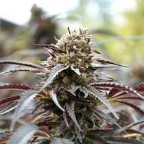 White Runtz Fast Version (Humboldt Seed Organisation Seeds) Cannabis Seeds