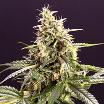 Chem Bomb Auto (Humboldt Seed Organisation Seeds) Cannabis Seeds