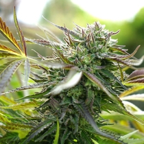 Pineapple Chem Auto (Humboldt Seed Organisation Seeds) Cannabis Seeds