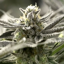 OGKZ Auto (Humboldt Seed Organisation Seeds) Cannabis Seeds