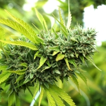 Mango OG Auto (Humboldt Seed Organisation Seeds) Cannabis Seeds