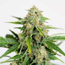 Amnesia CBD Pure Auto (Humboldt Seed Organisation Seeds) Cannabis Seeds