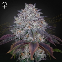 King's Tart (Green House Seeds) Cannabis Seeds