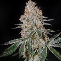 Highcloudz (Green House Seeds) Cannabis Seeds