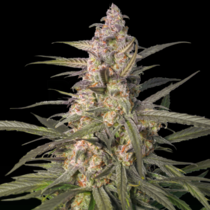 Northern Dragon Fuel Auto (Super Sativa Seed Club) Cannabis Seeds