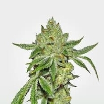 Lemon Diesel Feminised (Discreet Seeds) Cannabis Seeds