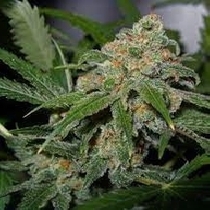 Citrus Skunk Feminised (Discreet Seeds) Cannabis Seeds