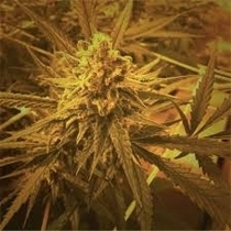 Critical Plus auto (Discreet Seeds) Cannabis Seeds