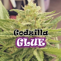 Godzilla Glue Feminised (Dr Underground Seeds) Cannabis Seeds